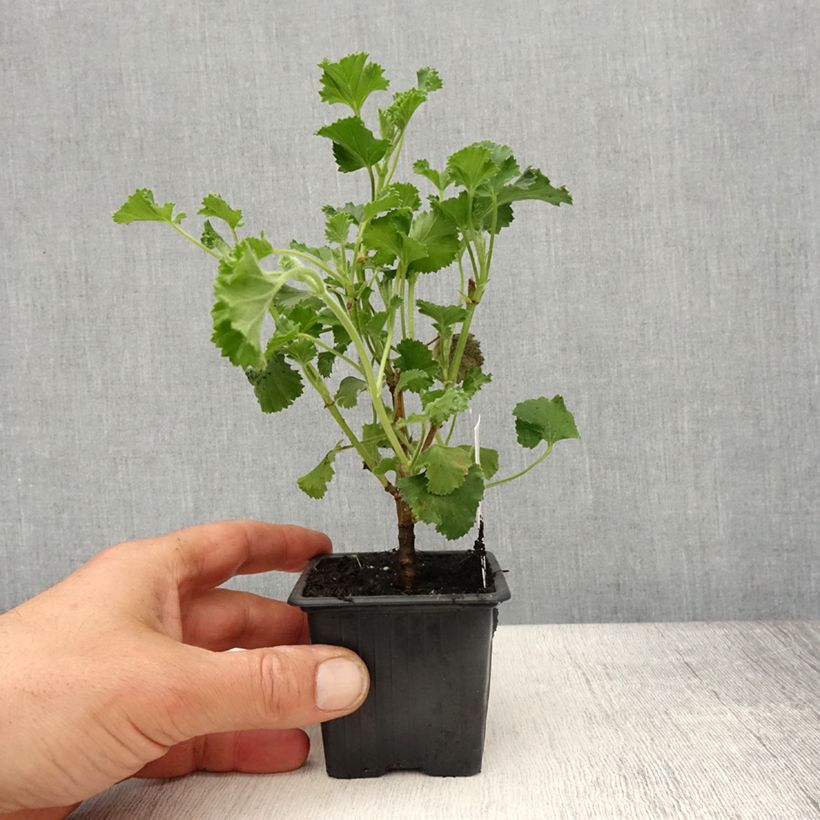 Geranio Cola Bottles- Pelargonium Maceta de 8/9 cm Ejemplar entregado en la primavera