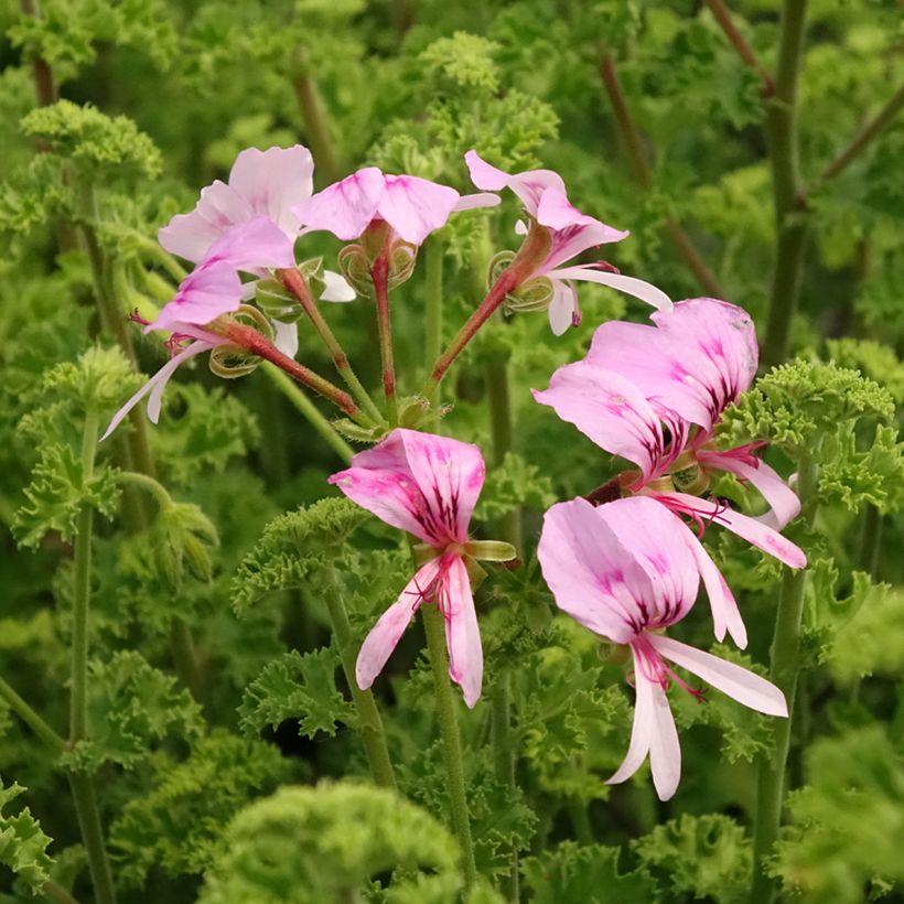 Geranio crispum Minor - Geranio limón (Floración)