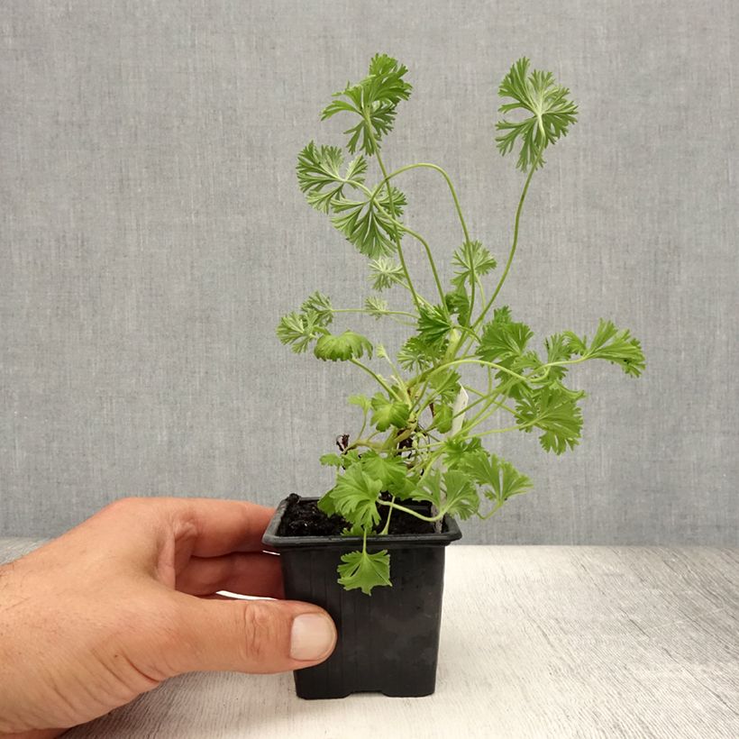 Ejemplar de Geranio Deerwood Lavender- Pelargonium Maceta de 8/9 cm entregado en verano