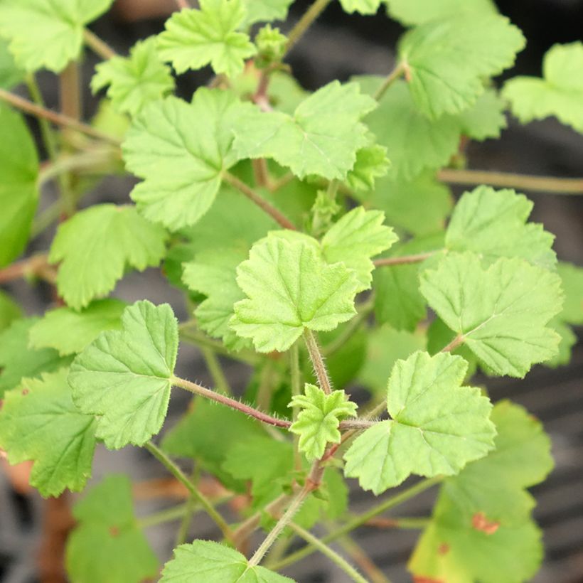 Geranio capitatum Pink Capricorn- Pelargonium (Follaje)