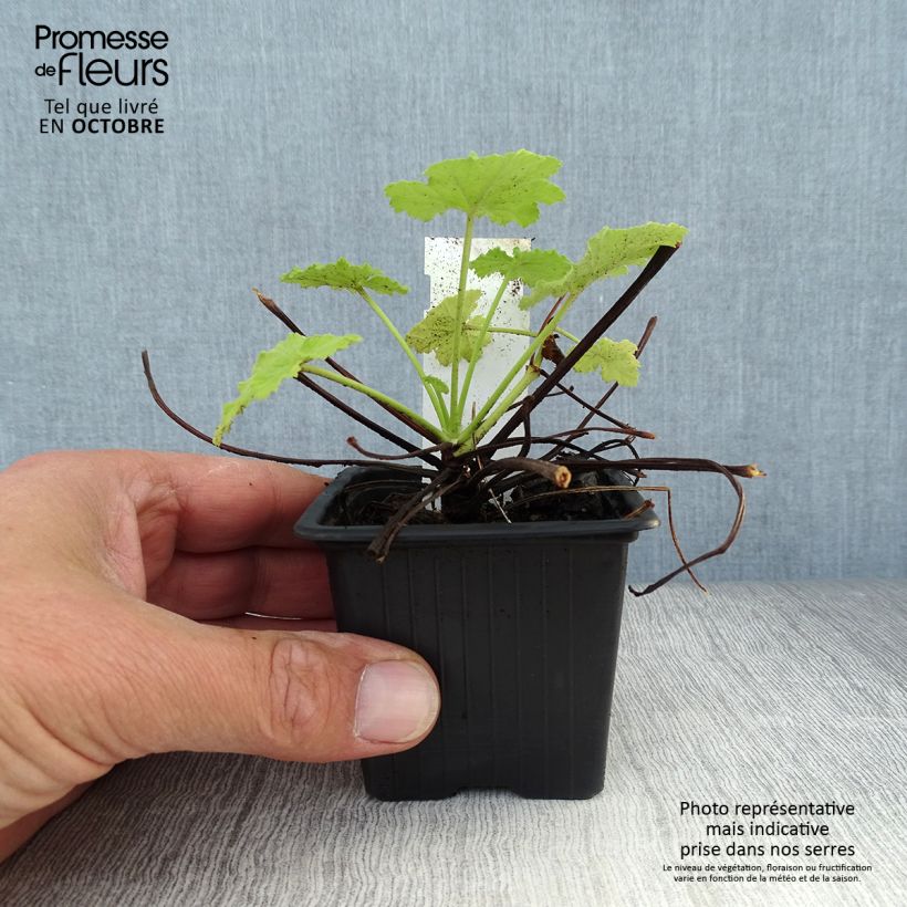 Ejemplar de Geranio pseudoglutinosum- Pelargonium Maceta de 8/9 cm entregado en otoño
