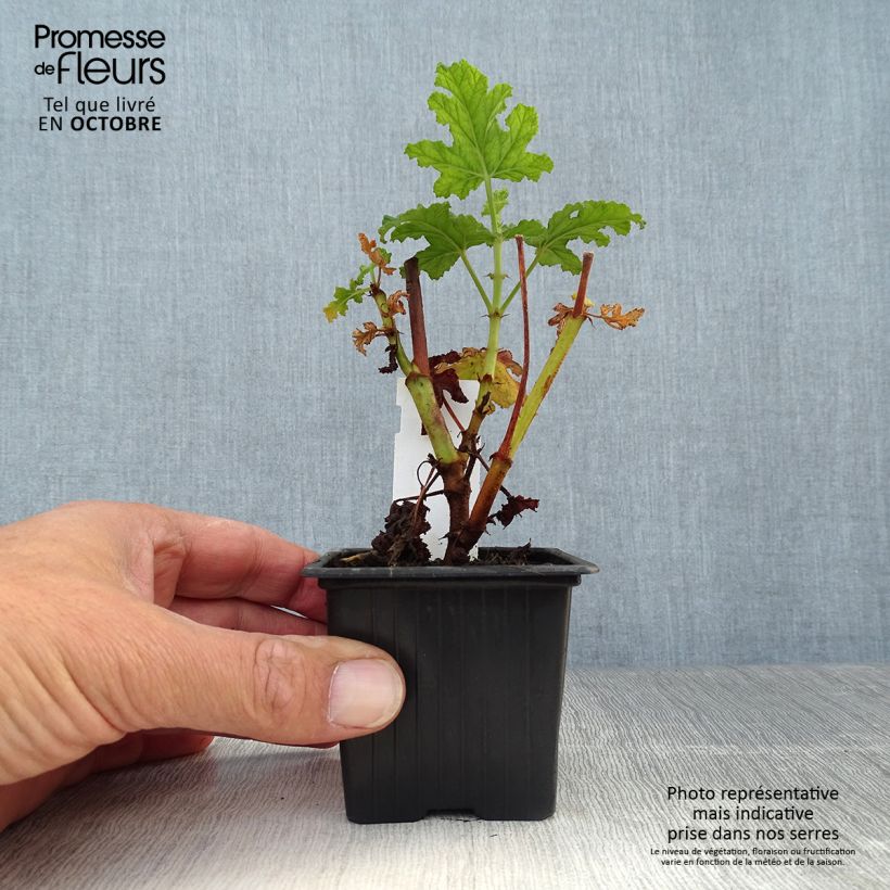 Ejemplar de Geranio quercifolium Royal Oak- Pelargonium Maceta de 8/9 cm entregado en otoño