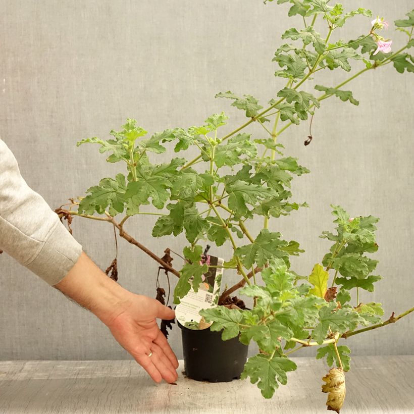 Ejemplar de Geranio quercifolium Royal Oak- Pelargonium Maceta 1,5L/2L entregado en otoño