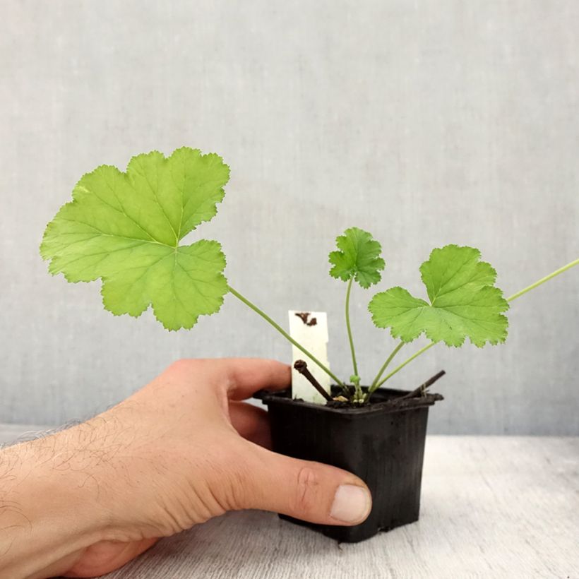 Ejemplar de Geranio odoratissimum - Manzana geranio Maceta de 8/9 cm entregado en otoño