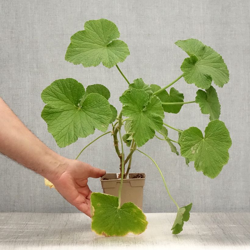 Ejemplar de Geranio papilionaceum- Pelargonium Maceta 1L/1,5L entregado en verano