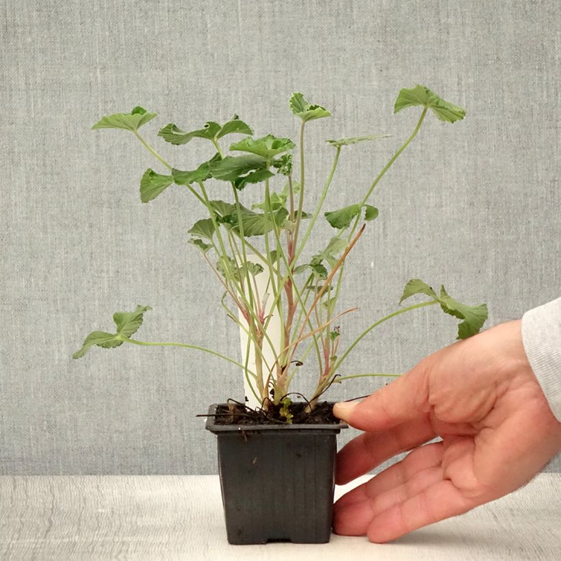Ejemplar de Geranio reniforme sidoides- Pelargonium Maceta de 8/9 cm entregado en verano