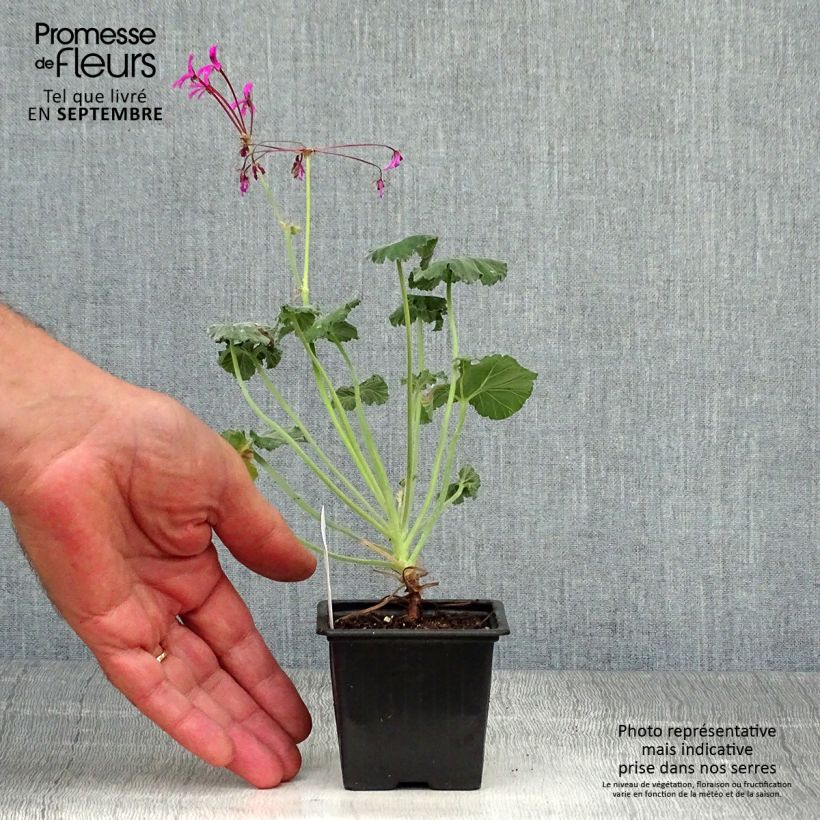 Ejemplar de Geranio reniforme- Pelargonium Maceta de 8/9 cm entregado en otoño
