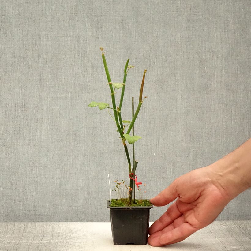 Ejemplar de Geranio tetragonum- Pelargonium Maceta de 8/9 cm entregado en verano