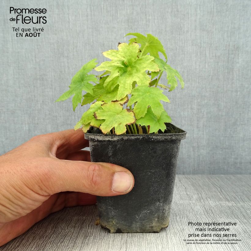 Ejemplar de Peltoboykinia watanabei Maceta de 8/9 cm entregado en verano