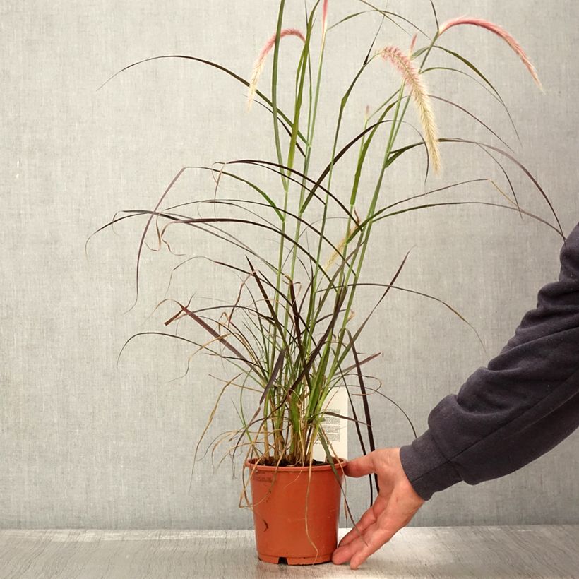 Ejemplar de Pennisetum advena Rubrum Maceta 1L/1,5L entregado en otoño
