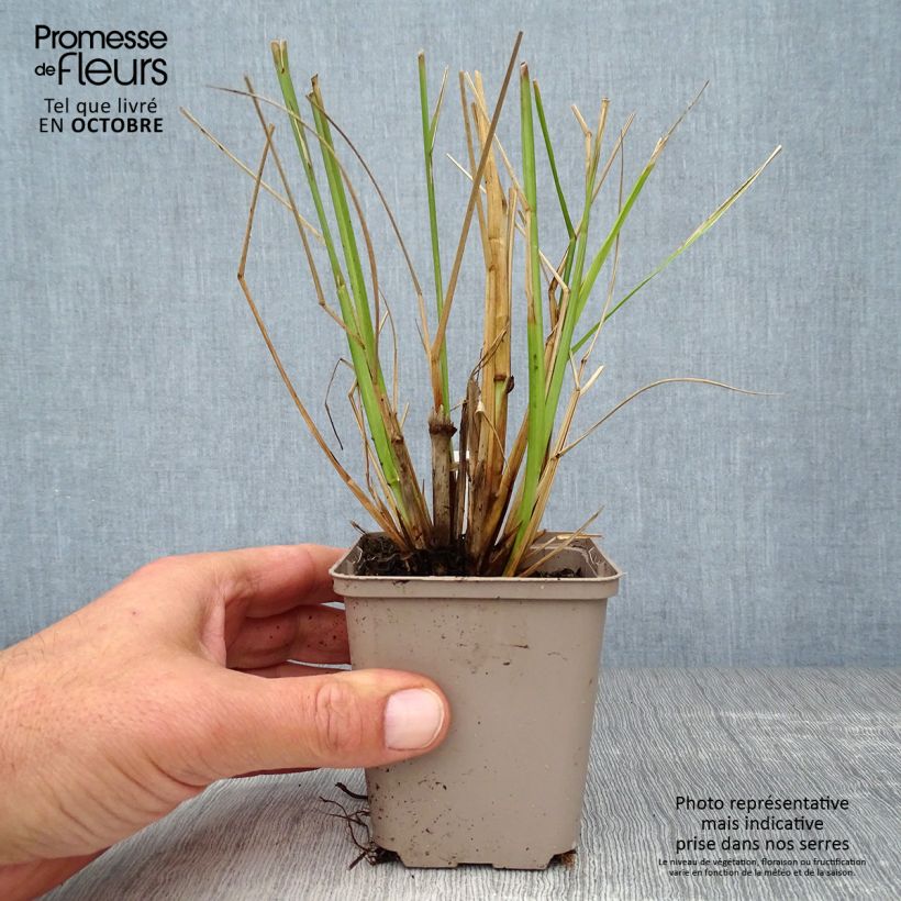 Ejemplar de Pennisetum alopecuroïdes Black Beauty Maceta de 8/9 cm entregado en otoño