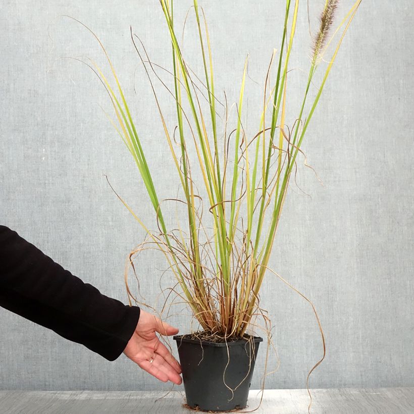 Ejemplar de Pennisetum alopecuroïdes Black Beauty Maceta 2L/3L entregado en otoño