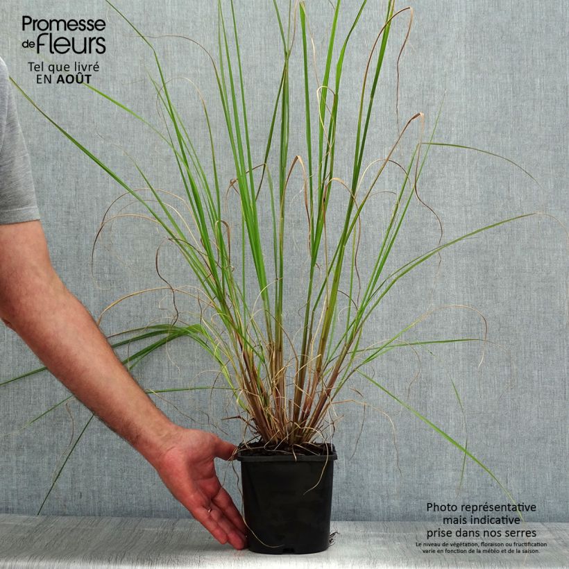 Ejemplar de Pennisetum alopecuroïdes Black Beauty Maceta 2L/3L entregado en verano