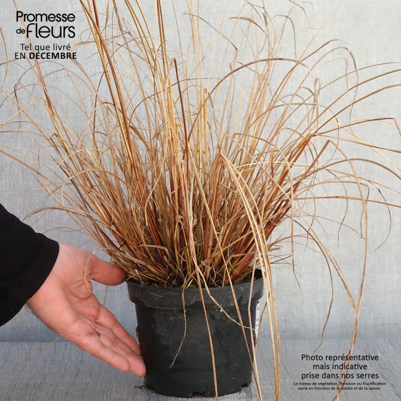 Ejemplar de Pennisetum alopecuroïdes Cassian Maceta 2L/3L entregado en otoño