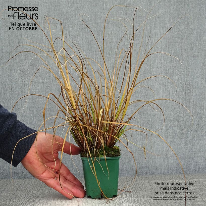 Ejemplar de Pennisetum alopecuroïdes Cassian Maceta de 8/9 cm entregado en otoño