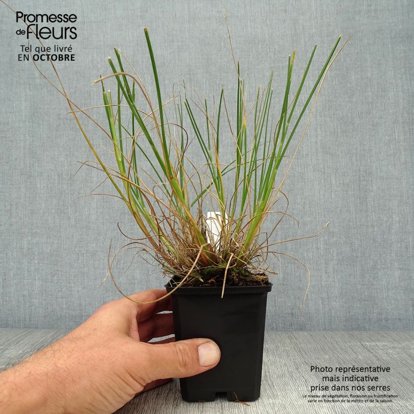 Ejemplar de Pennisetum alopecuroides Goldstrich Maceta de 8/9 cm entregado en otoño