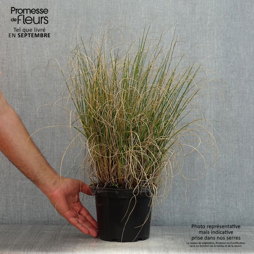 Ejemplar de Pennisetum alopecuroïdes Hameln Maceta 3L/4L entregado en verano