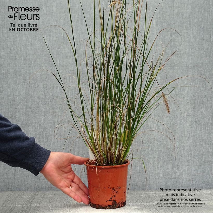 Ejemplar de Pennisetum alopecuroïdes Hameln Maceta 1L/1,5L entregado en otoño