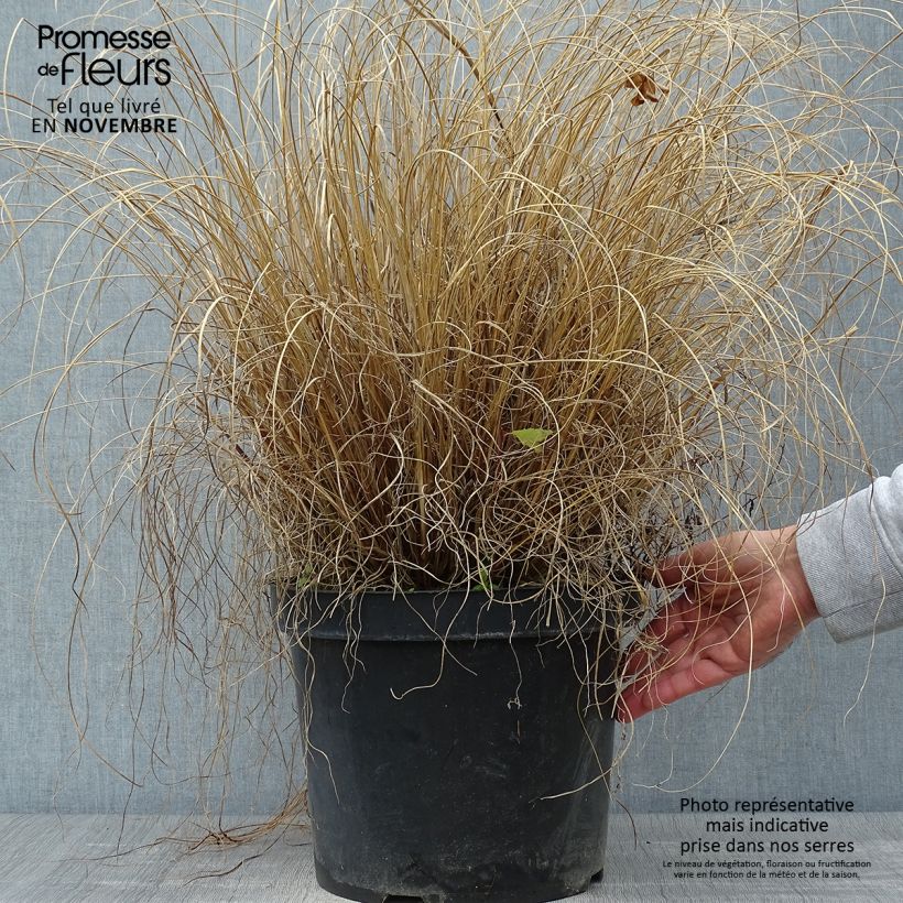 Ejemplar de Pennisetum alopecuroïdes Hameln Maceta 7,5L/10L entregado en otoño
