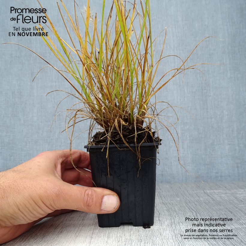 Ejemplar de Pennisetum alopecuroïdes Hameln Gold Maceta de 8/9 cm entregado en otoño