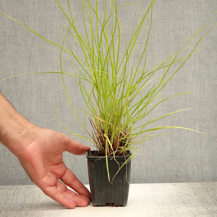 Ejemplar de Pennisetum alopecuroïdes Hameln Gold Maceta de 8/9 cm entregado en verano