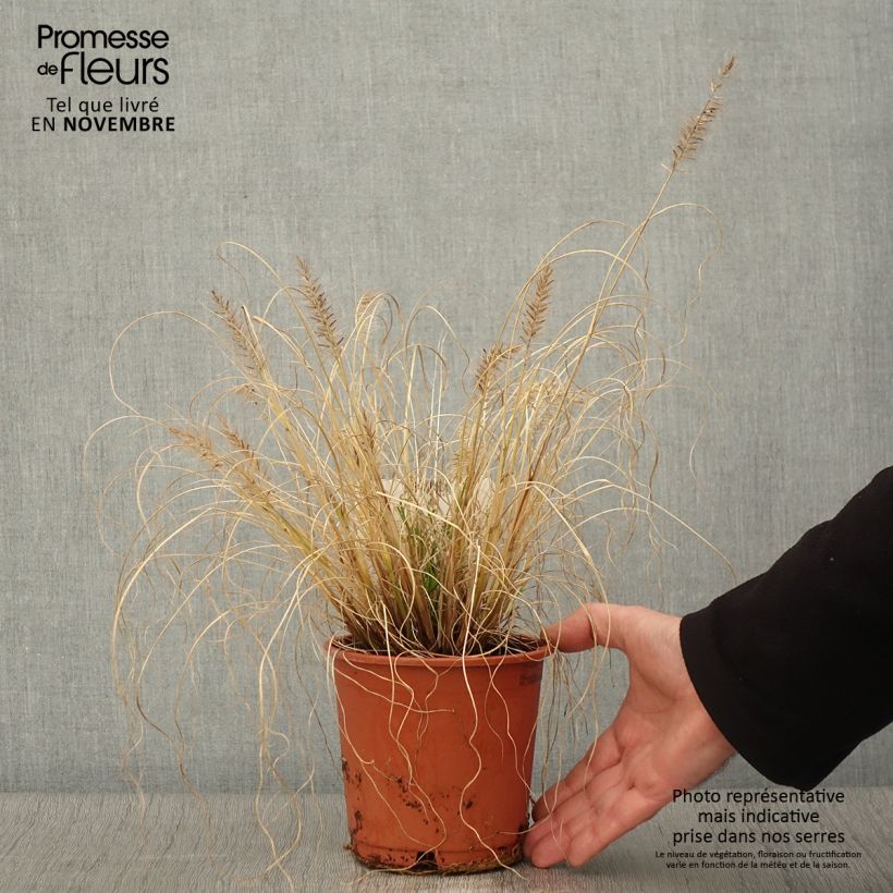 Ejemplar de Pennisetum alopecuroïdes Hameln Gold Maceta 1L/1,5L entregado en otoño