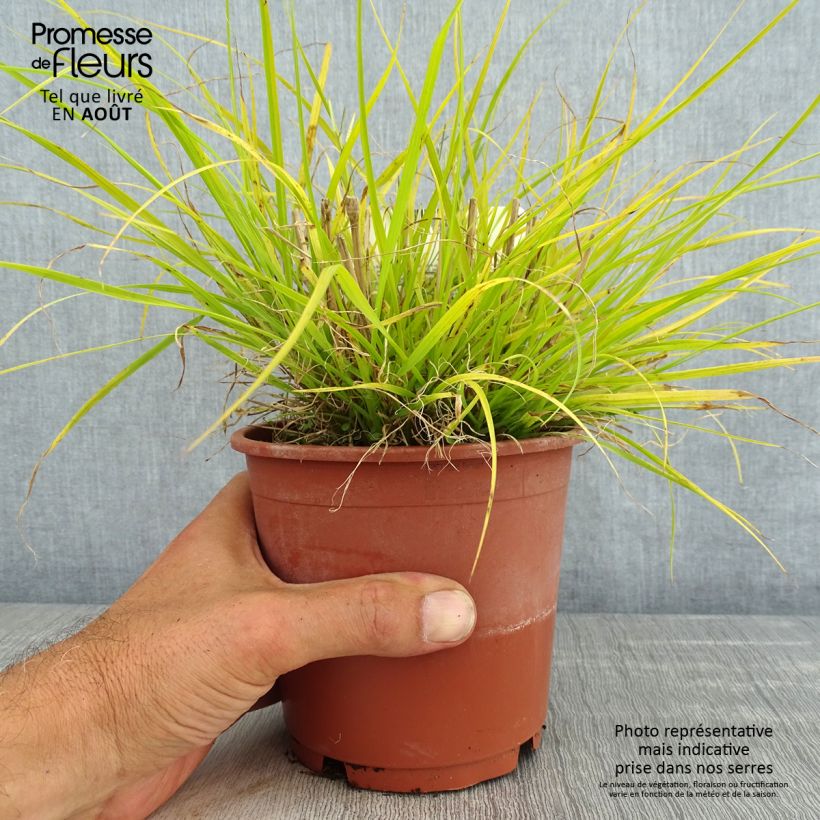 Ejemplar de Pennisetum alopecuroïdes Hameln Gold Maceta 1L/1,5L entregado en verano