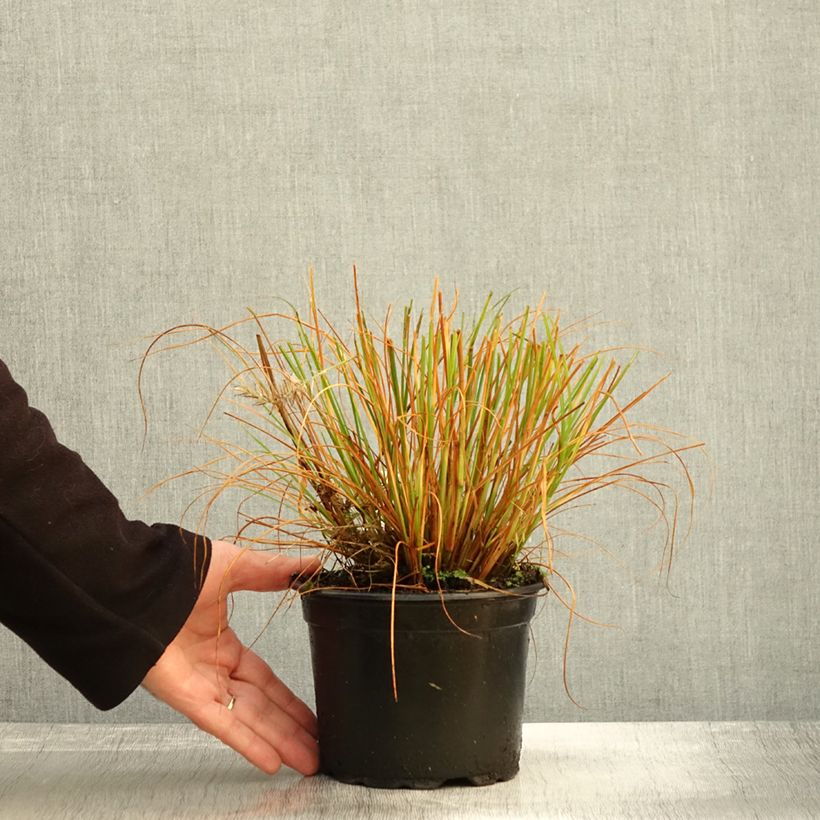 Ejemplar de Pennisetum alopecuroïdes Hameln Maceta 2L/3L entregado en otoño