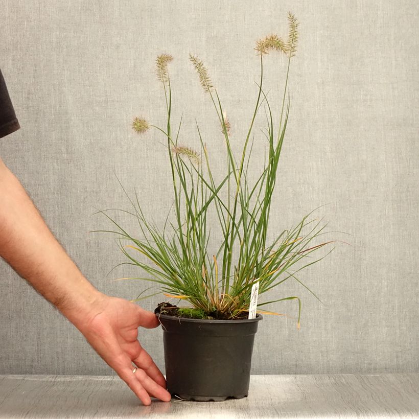 Ejemplar de Pennisetum alopecuroïdes Hameln Maceta 2L/3L entregado en verano