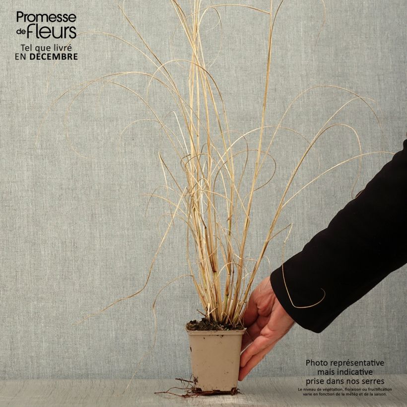 Ejemplar de Pennisetum alopecuroïdes Herbstzauber Maceta de 8/9 cm entregado en otoño