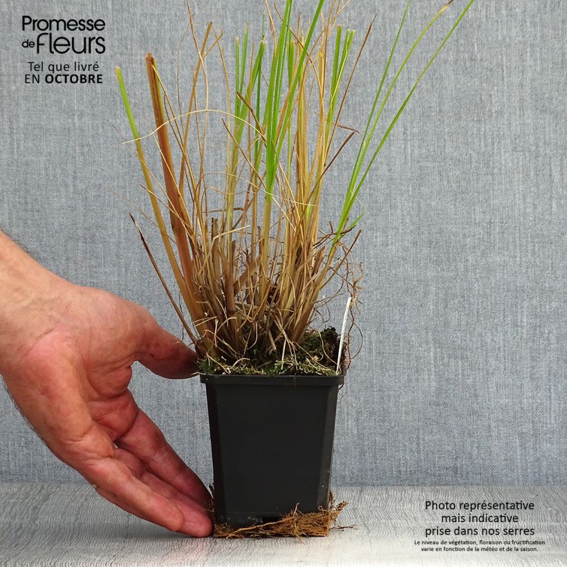 Ejemplar de Pennisetum alopecuroïdes Japonicum Maceta de 8/9 cm entregado en otoño