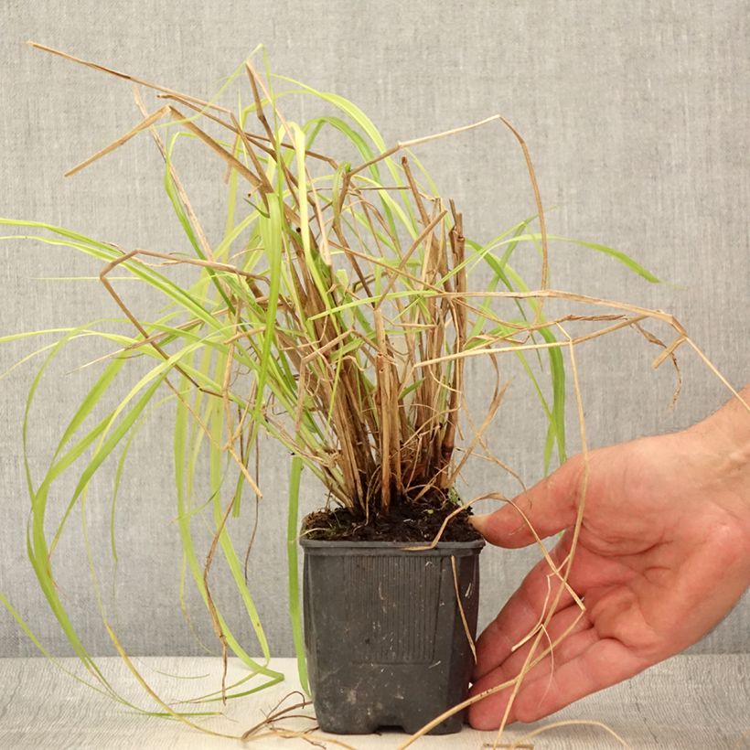 Ejemplar de Pennisetum alopecuroïdes Lepage Gold Maceta de 8/9 cm entregado en verano