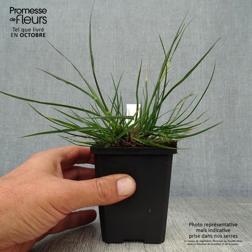 Ejemplar de Pennisetum alopecuroïdes Little Bunny Maceta de 8/9 cm entregado en otoño