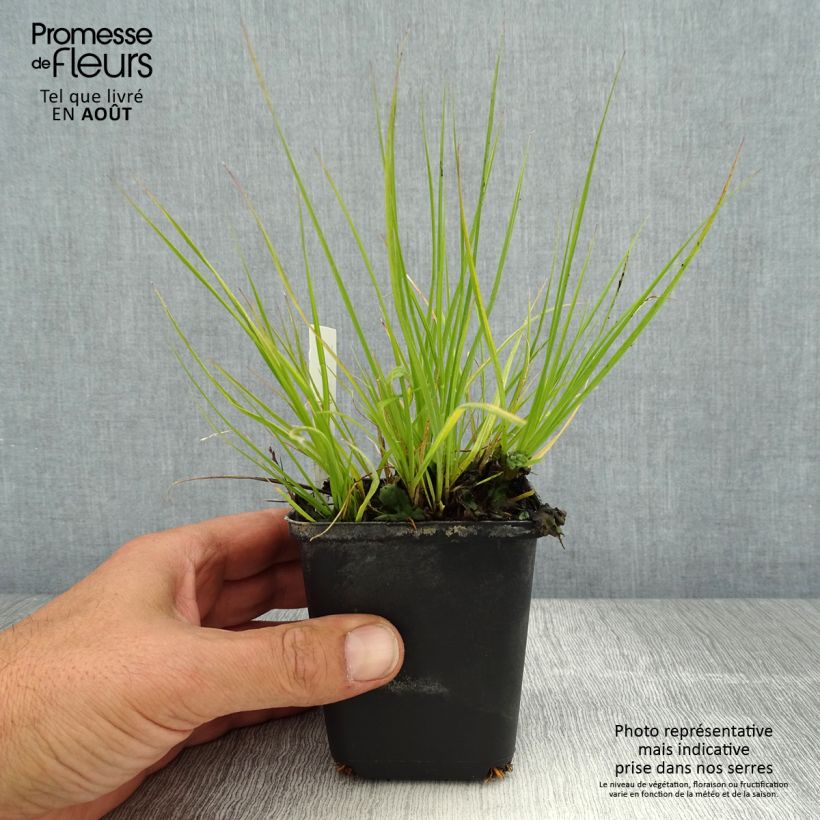 Ejemplar de Pennisetum alopecuroides Lumen Gold Maceta de 8/9 cm entregado en verano