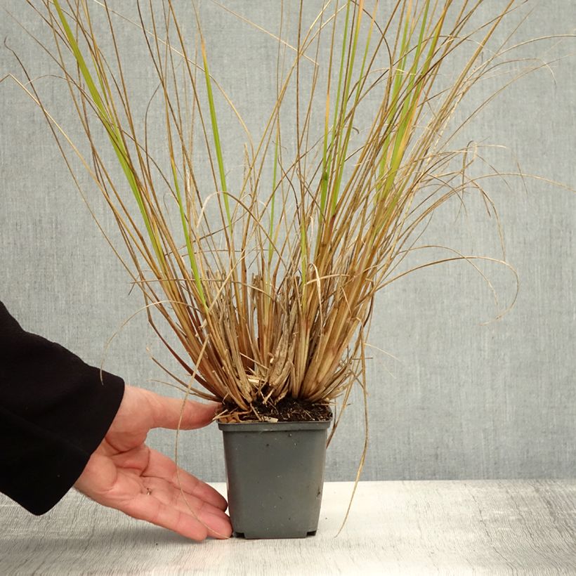 Ejemplar de Pennisetum alopecuroïdes Magic Maceta de 8/9 cm entregado en otoño