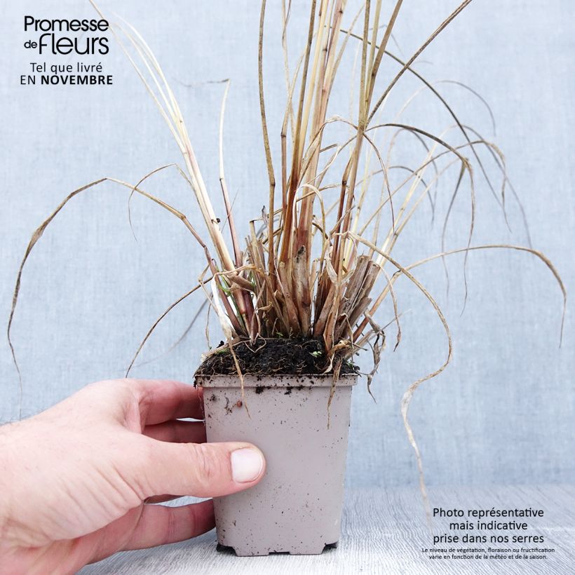 Ejemplar de Pennisetum alopecuroïdes National Arboretum Maceta de 8/9 cm entregado en otoño