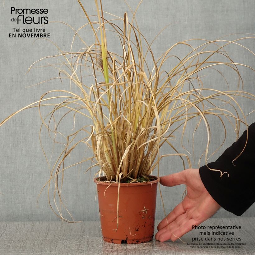 Ejemplar de Pennisetum alopecuroïdes National Arboretum Maceta 1L/1,5L entregado en otoño