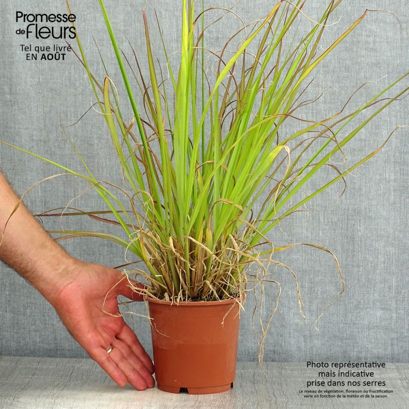 Ejemplar de Pennisetum alopecuroïdes National Arboretum Maceta 1L/1,5L entregado en verano