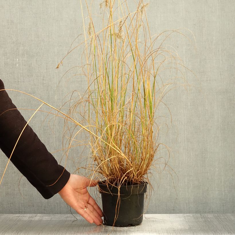 Ejemplar de Pennisetum alopecuroïdes National Arboretum Maceta 3L/4L entregado en otoño