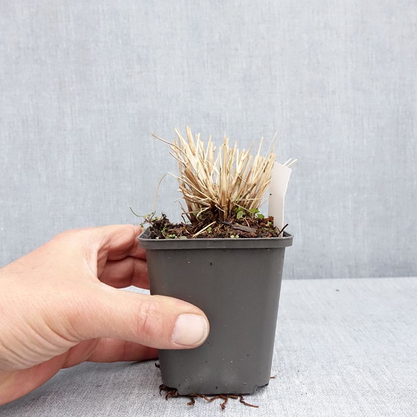 Pennisetum alopecuroïdes Piglet Maceta de 8/9 cm Ejemplar entregado en la primavera