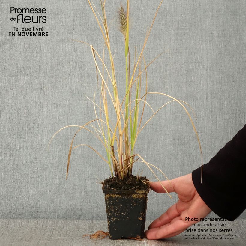 Ejemplar de Pennisetum alopecuroïdes Red Head - Sericura Maceta de 8/9 cm entregado en otoño