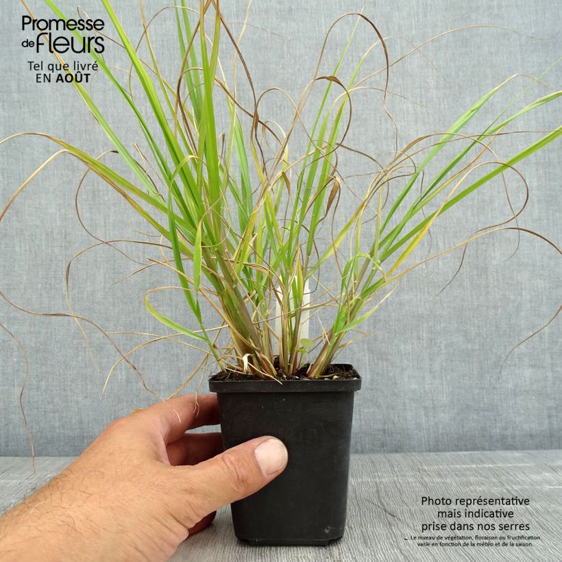 Ejemplar de Pennisetum alopecuroïdes Red Head - Sericura Maceta de 8/9 cm entregado en verano