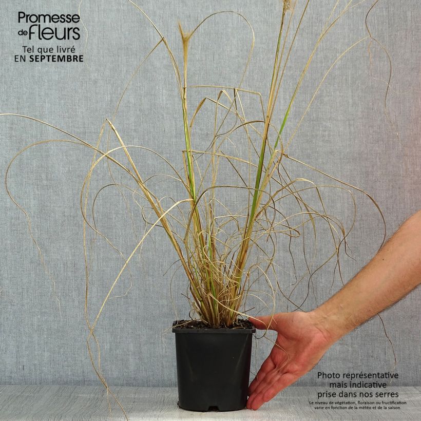 Ejemplar de Pennisetum alopecuroïdes Red Head - Sericura Maceta 2L/3L entregado en verano