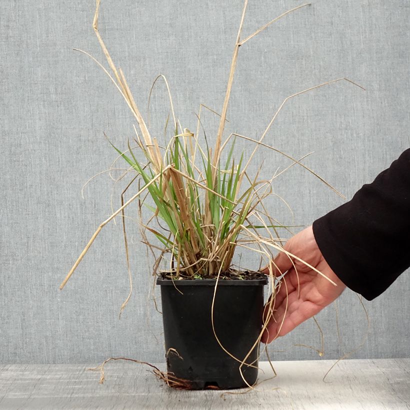 Pennisetum alopecuroïdes Red Head - Sericura Maceta 2L/3L Ejemplar entregado en la primavera
