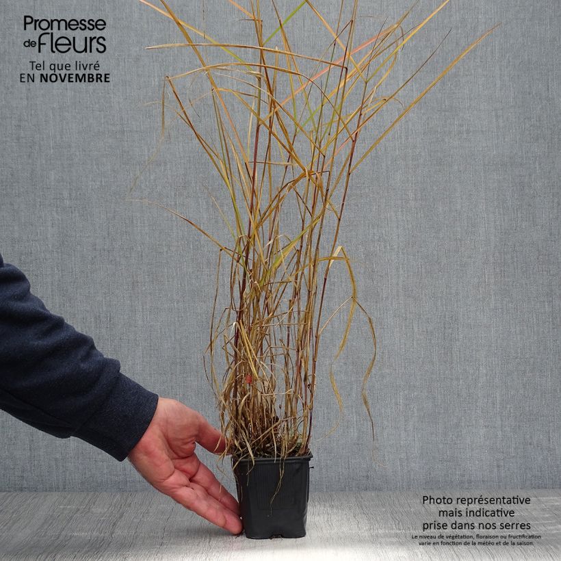 Ejemplar de Pennisetum incomptum Maceta de 8/9 cm entregado en otoño