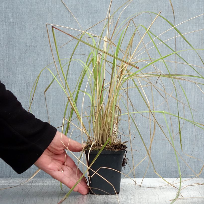 Ejemplar de Pennisetum massaicum Red Bunny Tail Maceta de 8/9 cm entregado en otoño