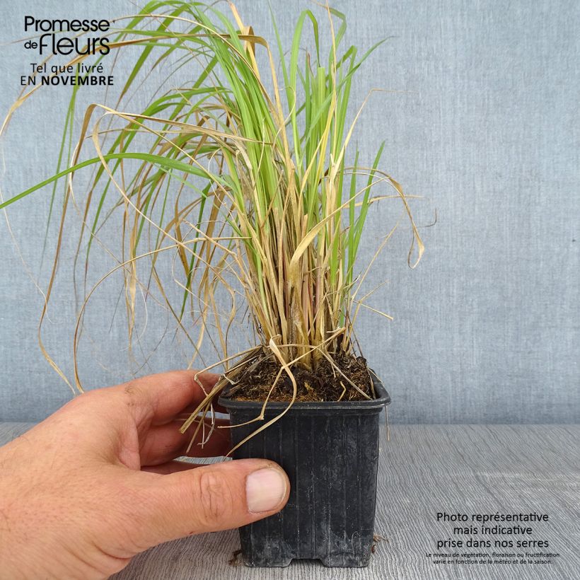 Ejemplar de Pennisetum massaicum Red Button Maceta de 8/9 cm entregado en otoño
