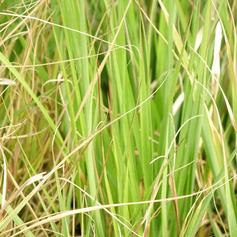 Pennisetum massaicum Red Button (Follaje)