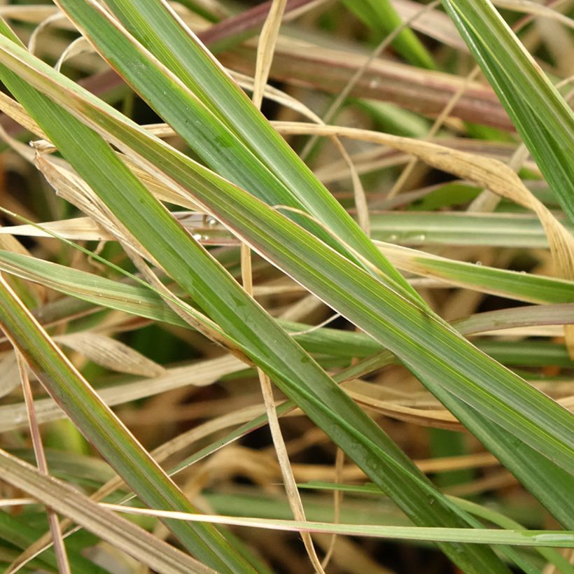 Pennisetum massaicum Red Button (Follaje)
