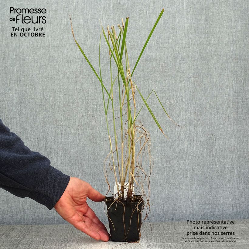 Ejemplar de Pennisetum orientale Fairy Tails Maceta de 8/9 cm entregado en otoño